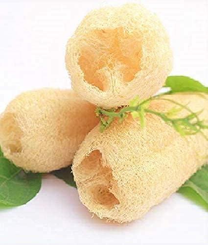 பீர்க்கங்காய் நார்